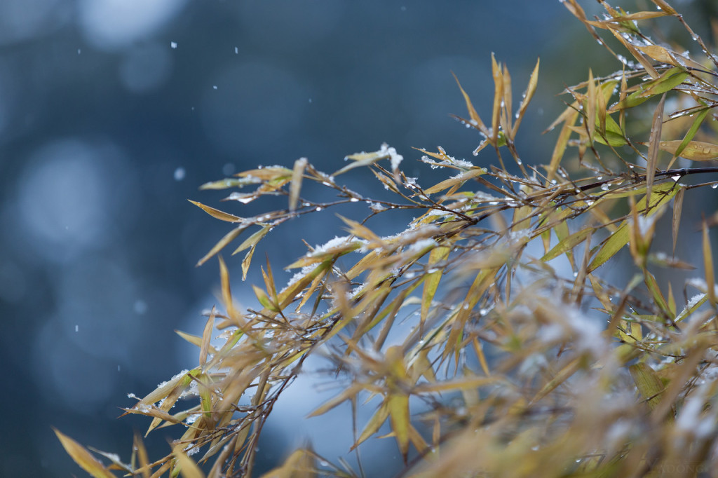 伺服糾偏廠家-小雪快樂 凜冬將至